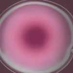 Thumbnail of post image 040